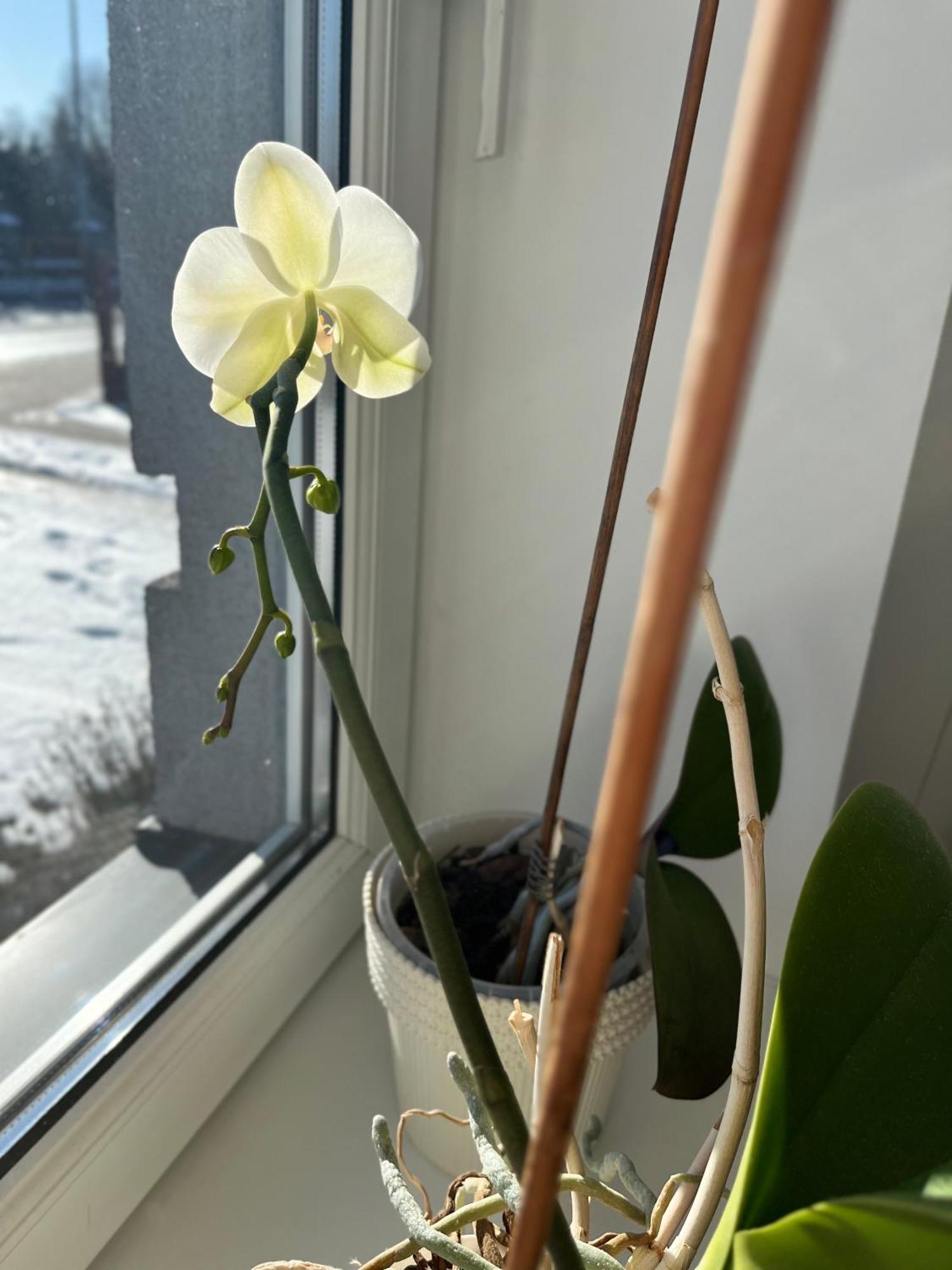 Apartament Numer 1, Dwie Sypialnie Dwa Lozka Orzysz Kültér fotó